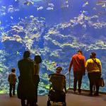 California Academy of Sciences