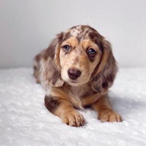 Mini Long Haired Weenie Dog Fund
