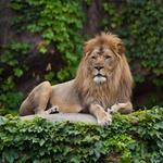 Lincoln Park Zoo