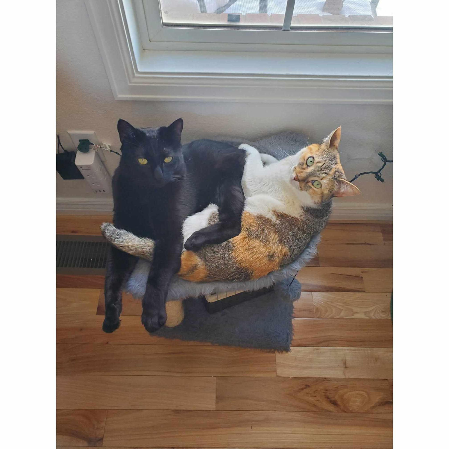 The cats in their 4th home ❤️