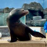 Long Island Aquarium