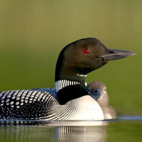 Donations to Cornell Lab of Ornithology