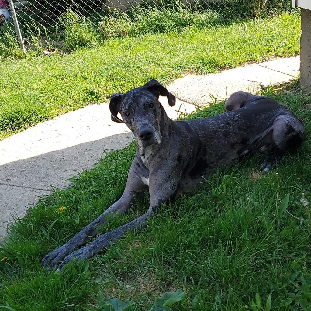 Adley Blake our great dane