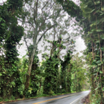 Tree Tunnel