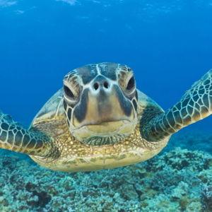 Snorkeling with Sea Turtles