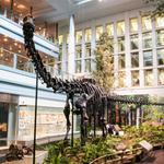 Carnegie Museum of Natural History
