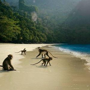 Our Thailand Honeymoon Fund