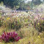 Donald E. Davis Arboretum