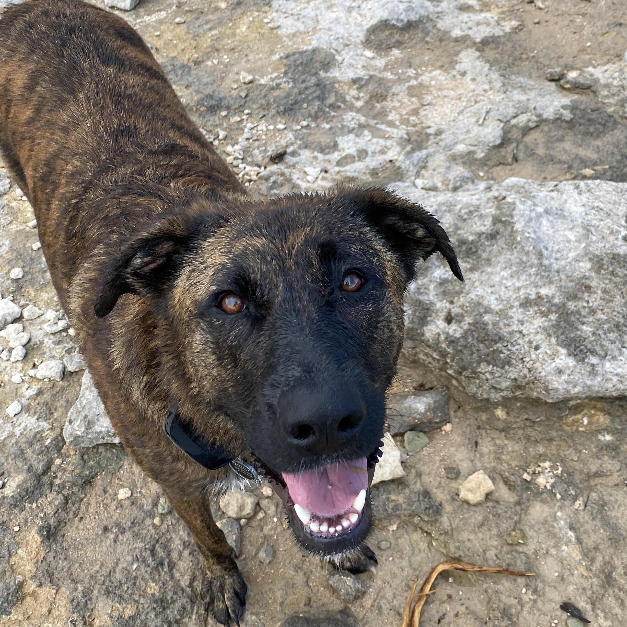 We adopted Ziggy right before we moved from Fort Sill, OK to Fort Hood, TX! | OK - January 2019