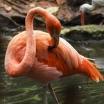 Palm Beach Zoo & Conservation Society