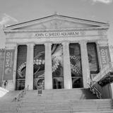 Shedd Aquarium