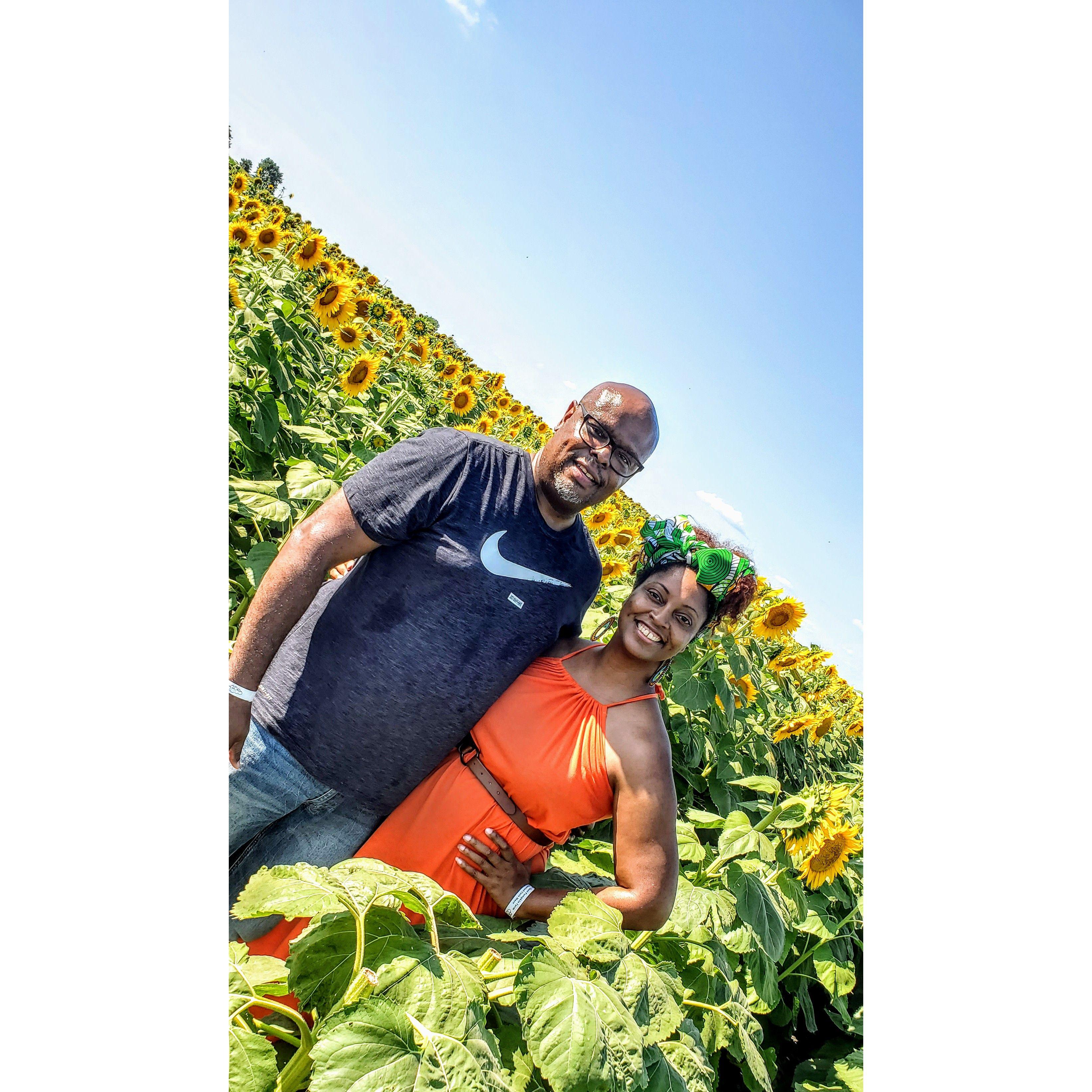 Another covid outing, lost in a sunflower maze