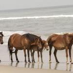 Wild Horse Adventure Tours
