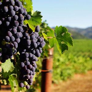 Wine Tasting in Napa