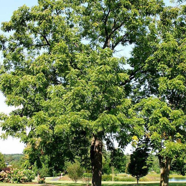 Stark Black Walnut Tree