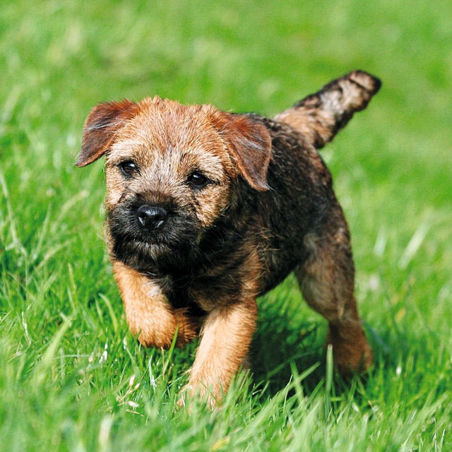 Border Terrier Fund
