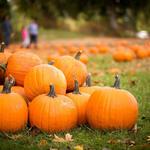 Bierwagen’s Farm Annual Pumpkin Patch & Harvest Festival