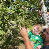 Red Apple Farm