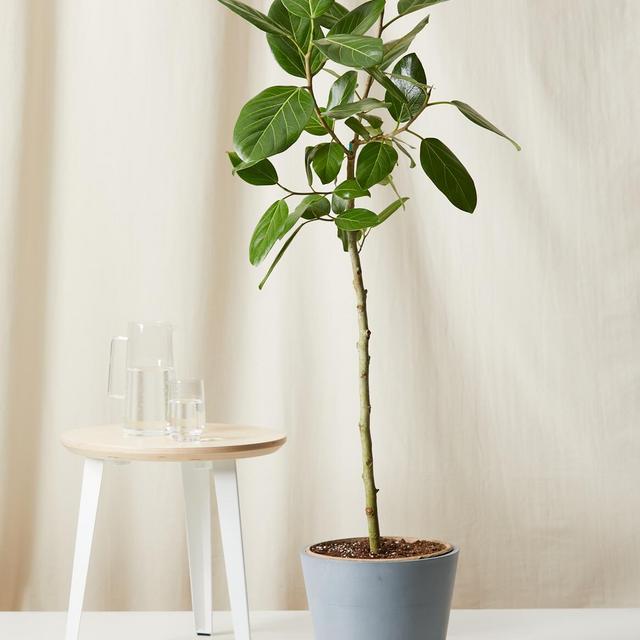 Ficus Audrey