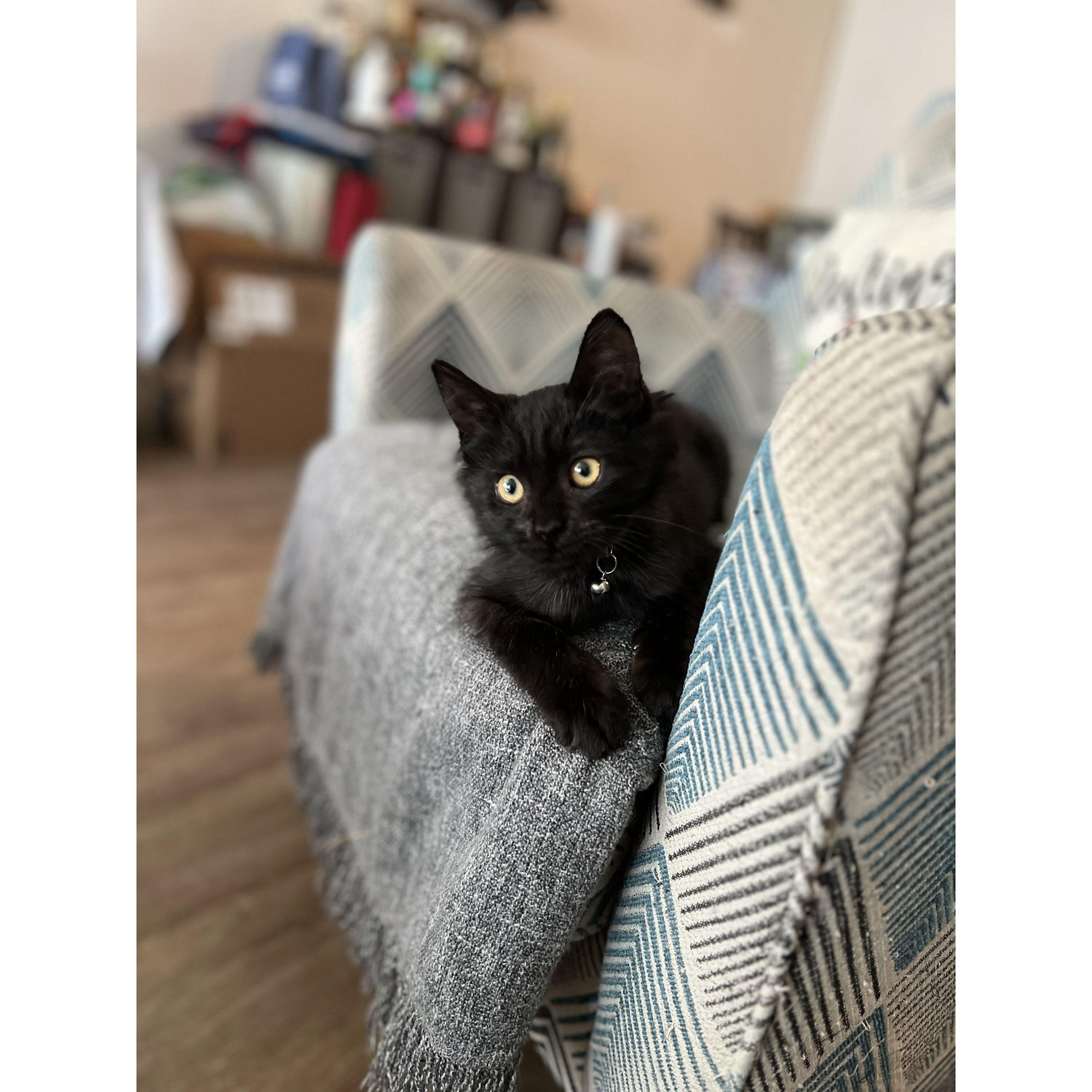 "Our" fur baby, Kyber!