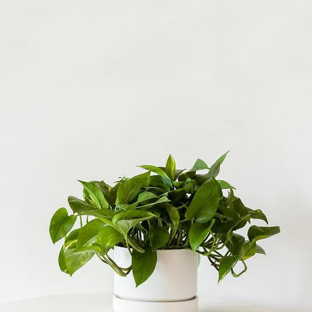 Pothos Medium