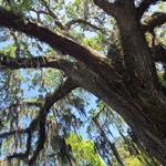 Angel Oak Tree