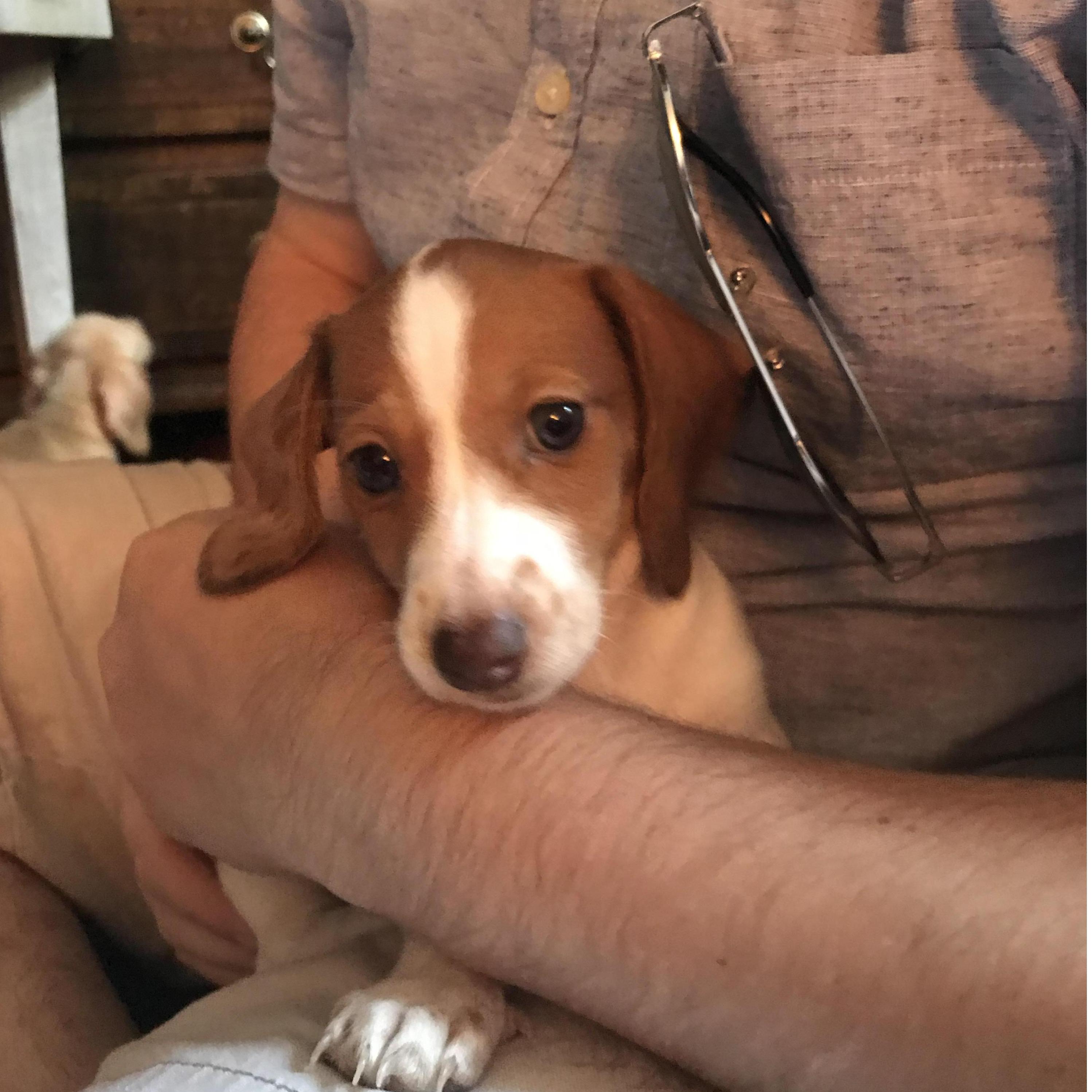 Smol Daisy