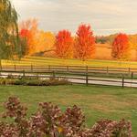 Edwards Apple Orchard