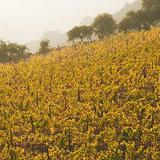 Mountain Winery