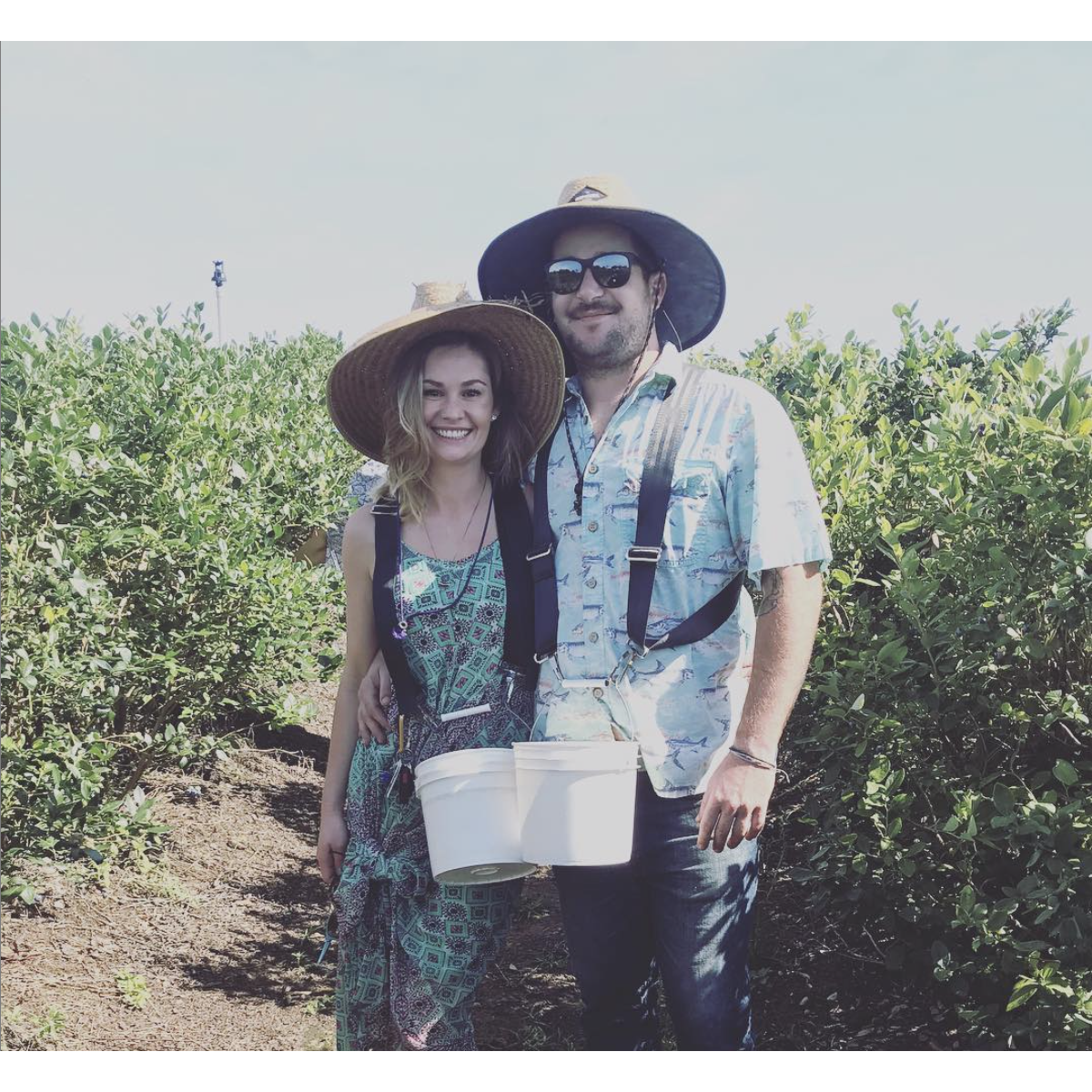 Blueberry Picking