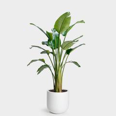 Bird of Paradise Plant | 14"