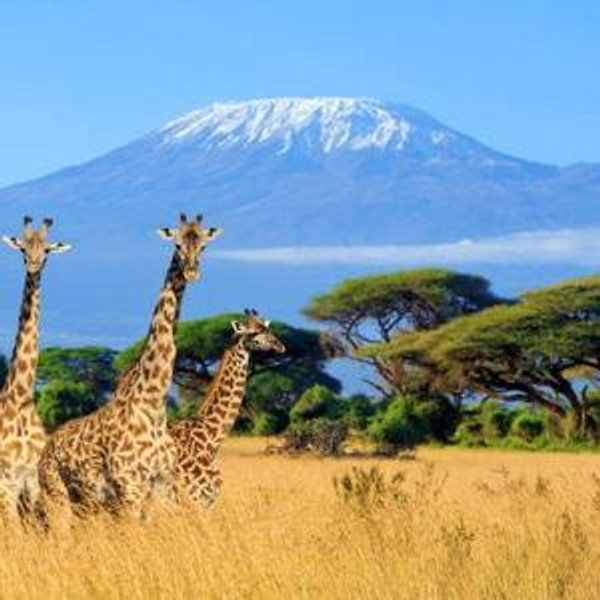 Jose's Honeymoon Destination: South Africa