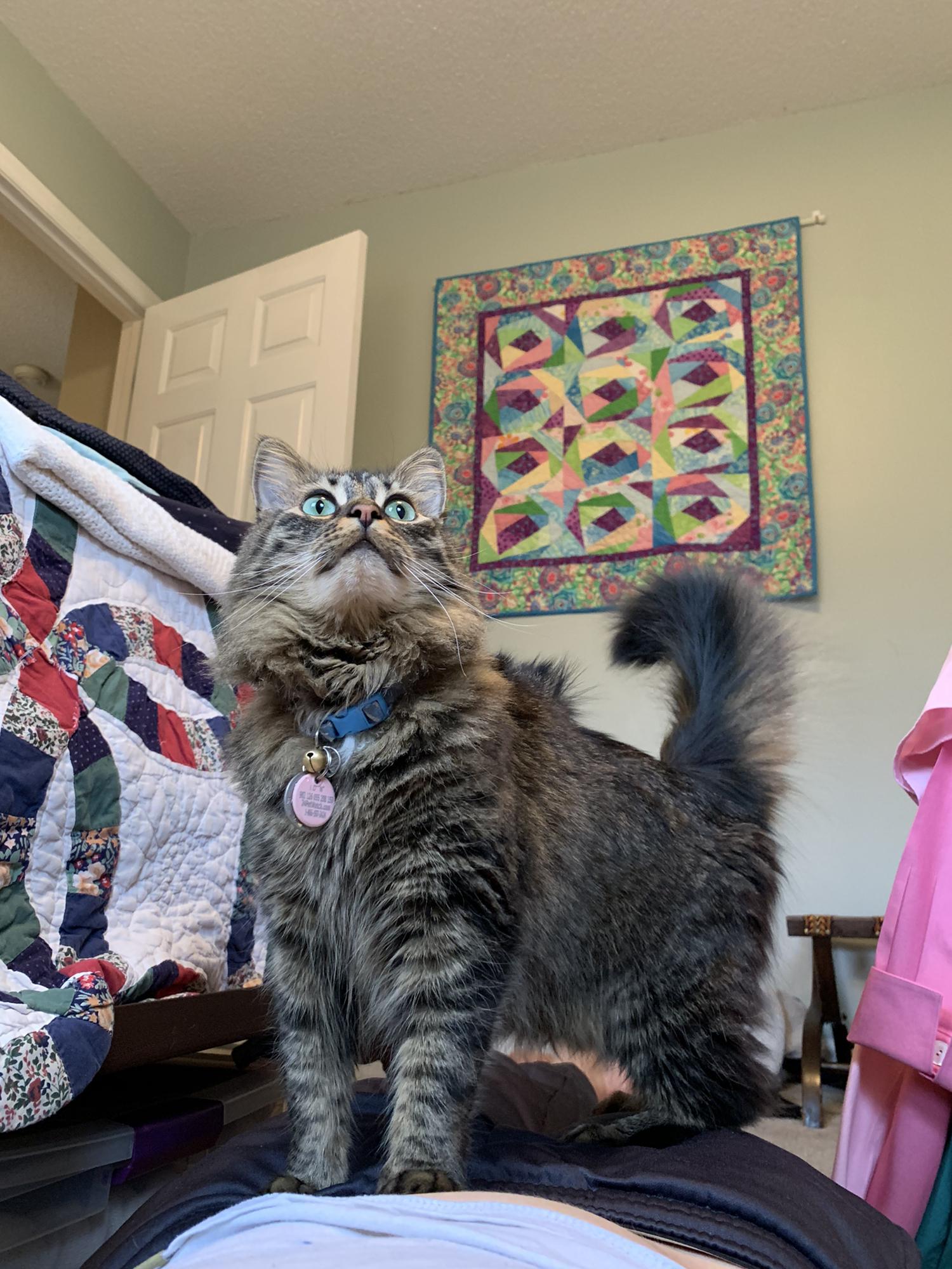 Fur Baby #2, Evie