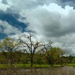 Laguna de Santa Rosa Trail