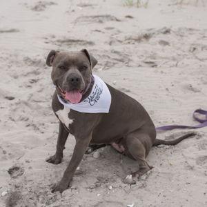 Our Pet Toy Fund