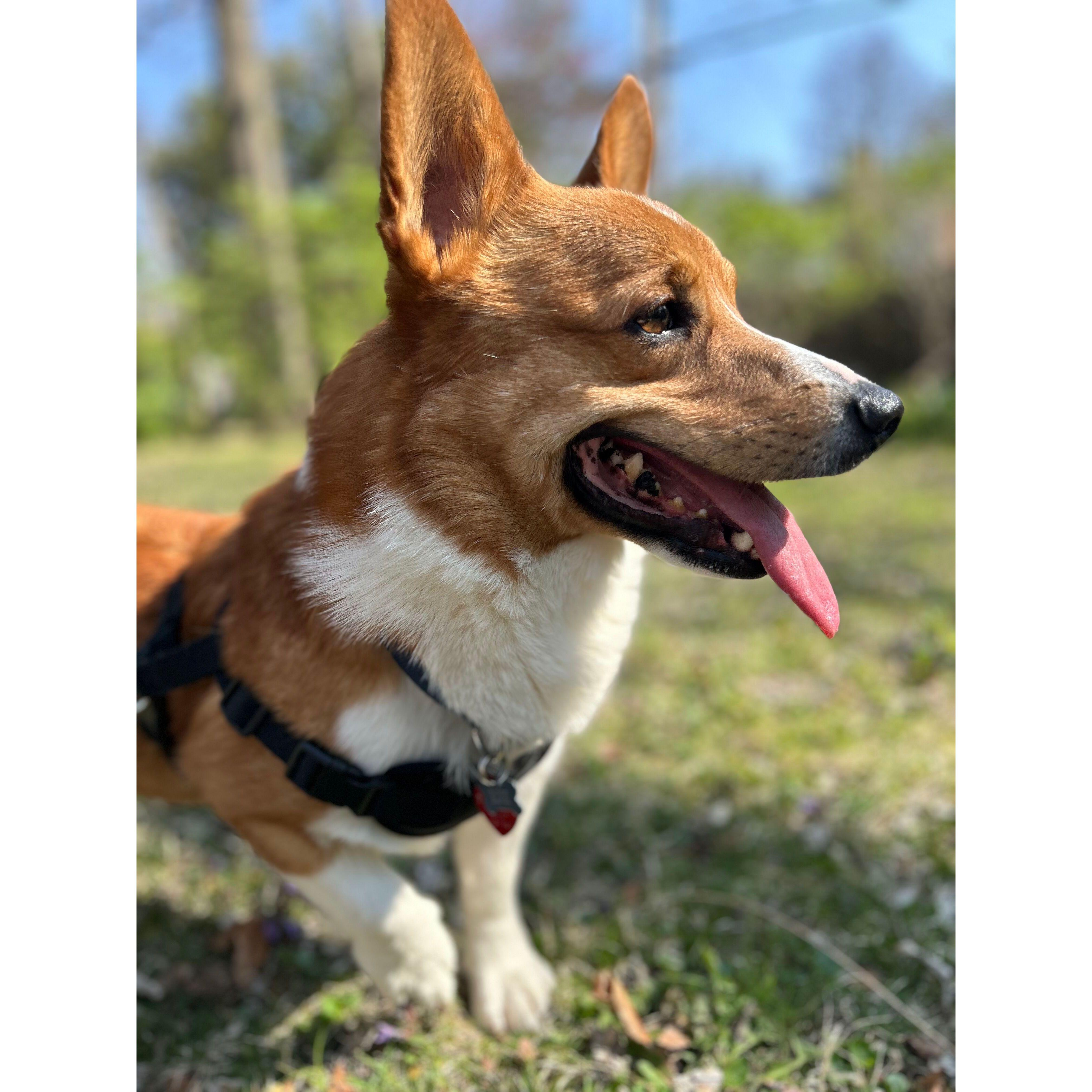 We adopted Rogi