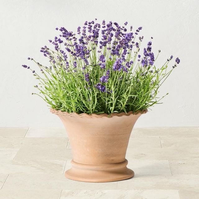 Williams Sonoma Terracotta Scallop Planter, Medium