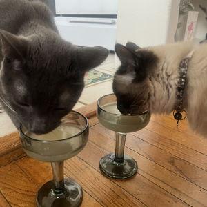 Oscar & Ripley Treat Fund