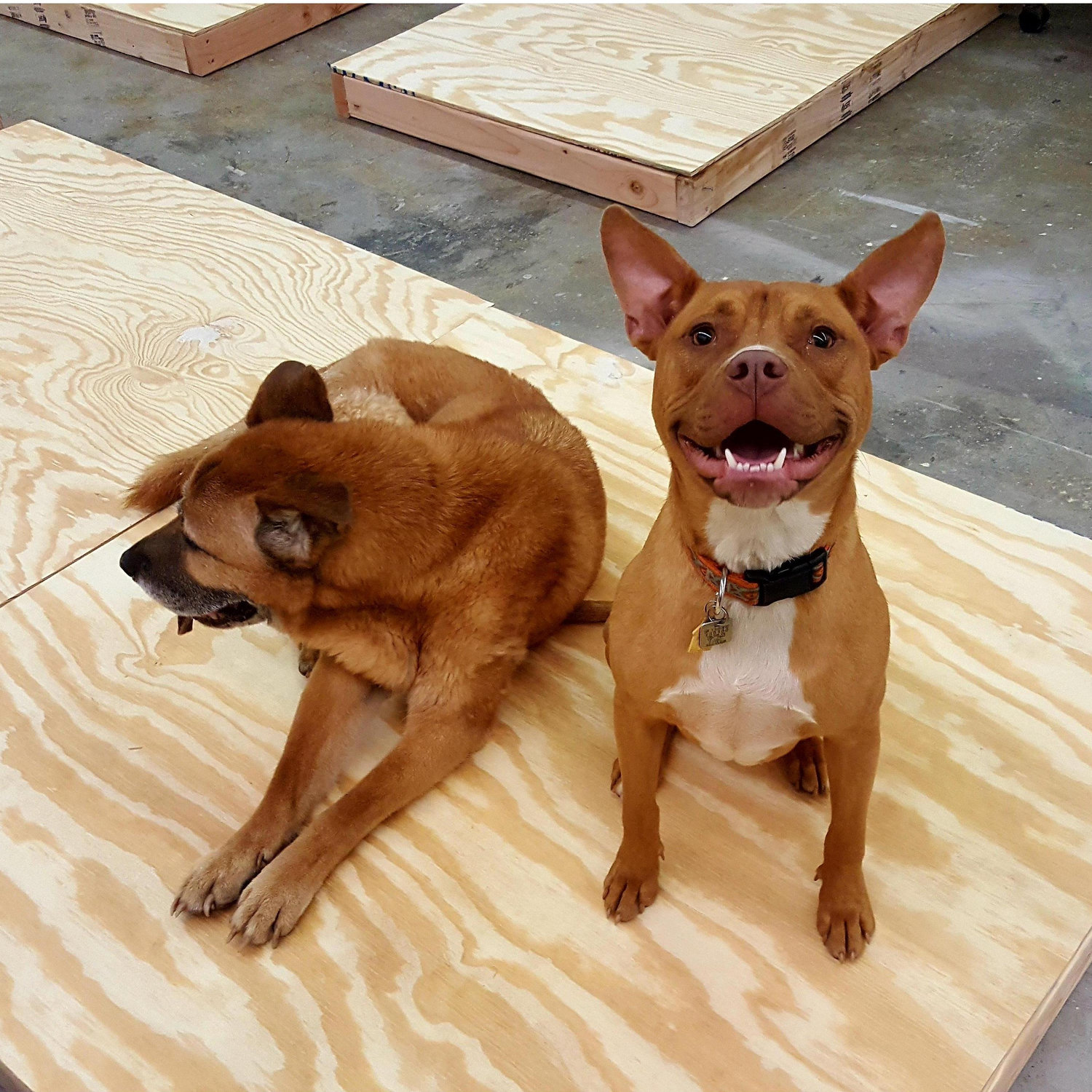 Geisha (RIP) and Rizah (all smiles) helping us build our first trade show booth 2017