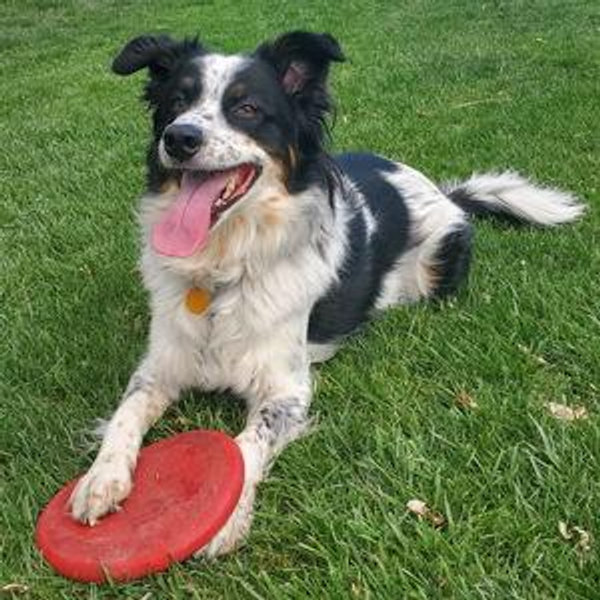 Barkley's Toy Fund