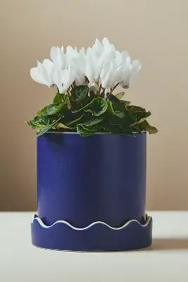 Pissaro Scalloped Ceramic Pot