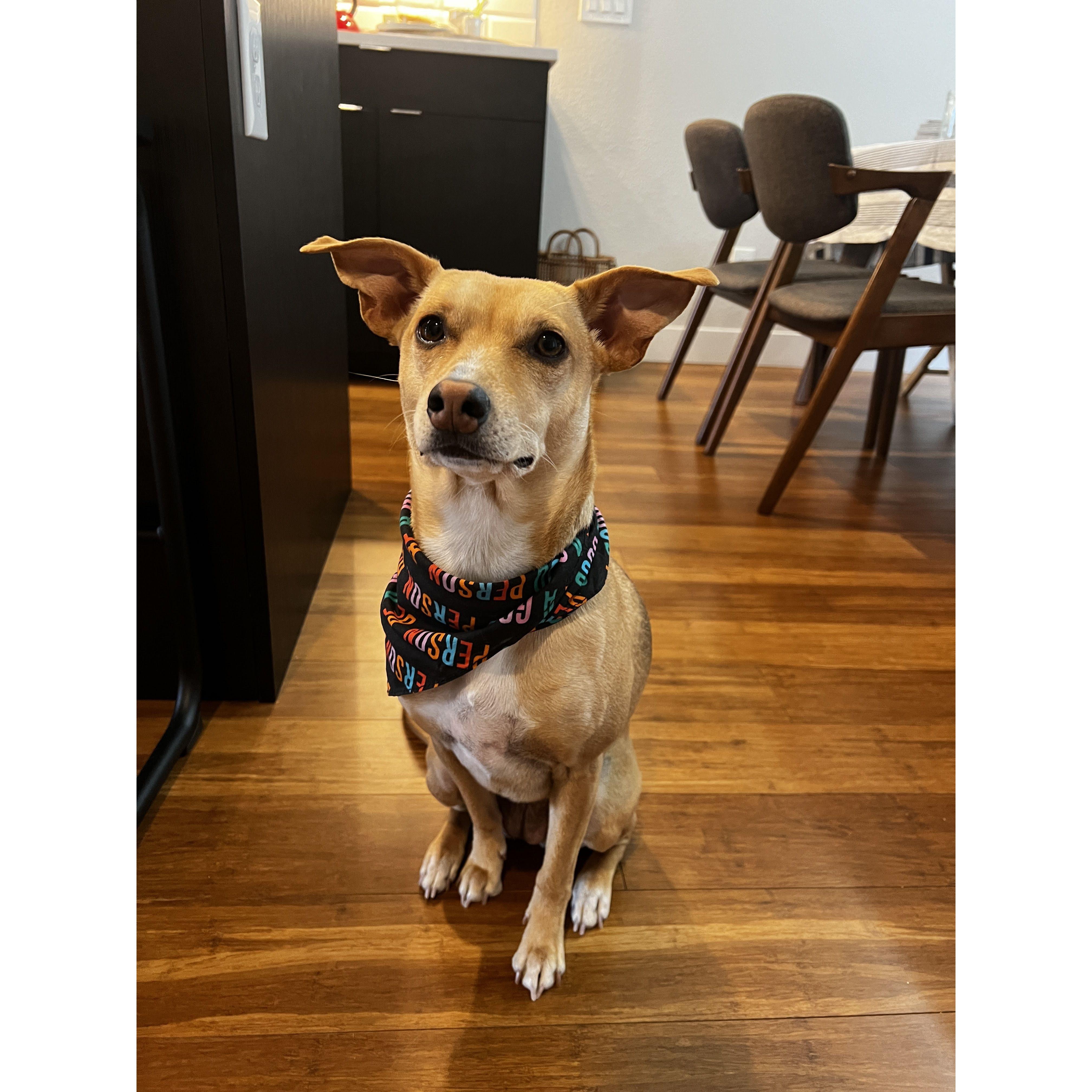Our first and only baby, Penny/Pendelton/PP/Weenie/etc.
