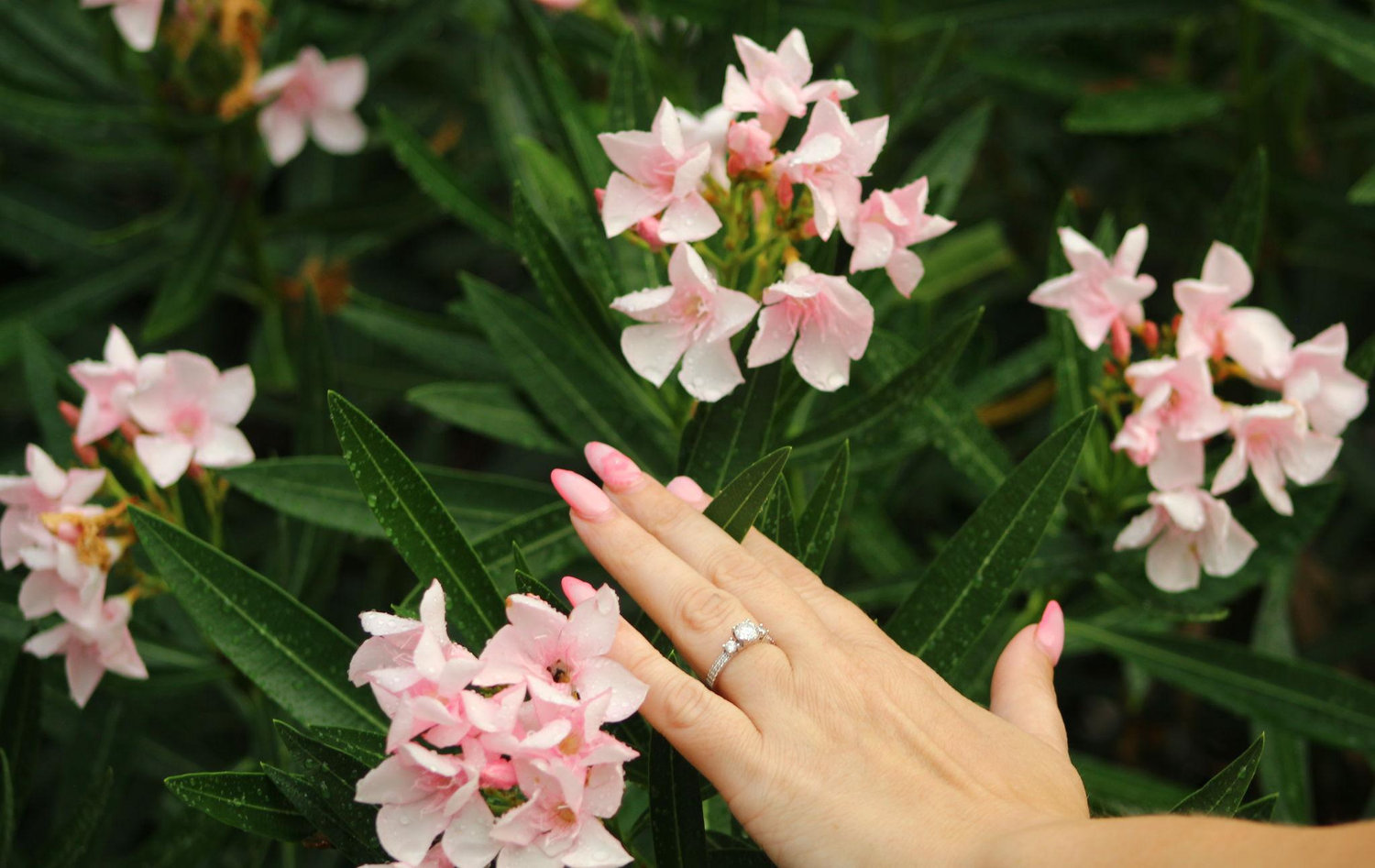 The Wedding Website of Nicole Milcher and Cale Mazarz