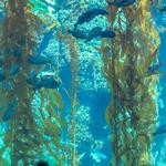 Birch Aquarium at Scripps