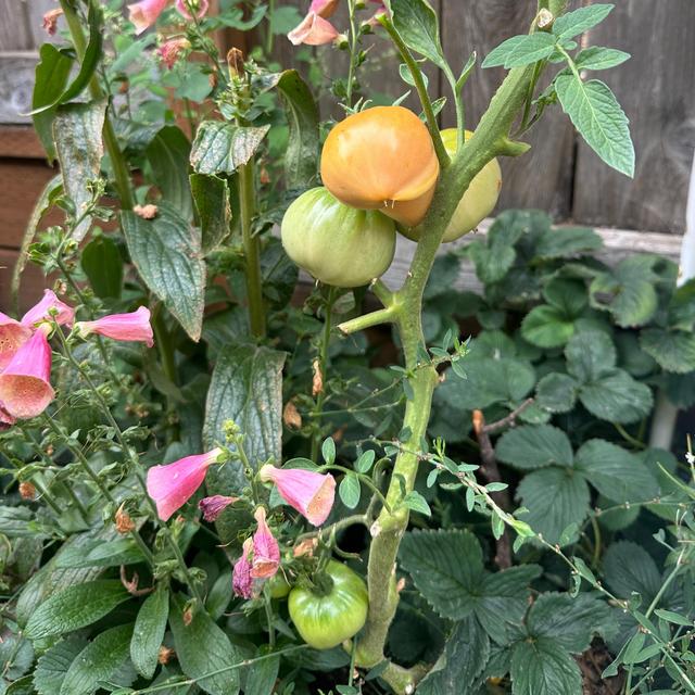 Plant and Garden Fund