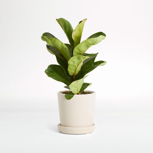 Live Fiddle Leaf Fig Plant in Bryant Planter by The Sill