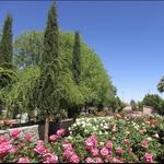 El Paso Municipal Rose Garden