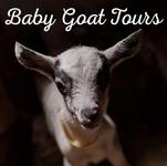 Baby Goat Tour at the Beekman 1802 Farm