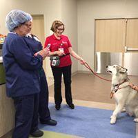 Kai, our only Alaskan Malamute loves to howl for the nursing staff at the Summey Medical Pavilion.