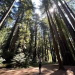 Henry Cowell Redwoods State Park